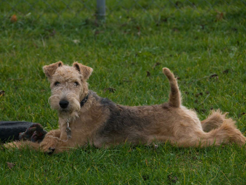 lakeland_terrier